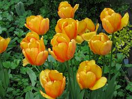 Tulpen in AlbinZ Garten - Himmelfahrt 2013