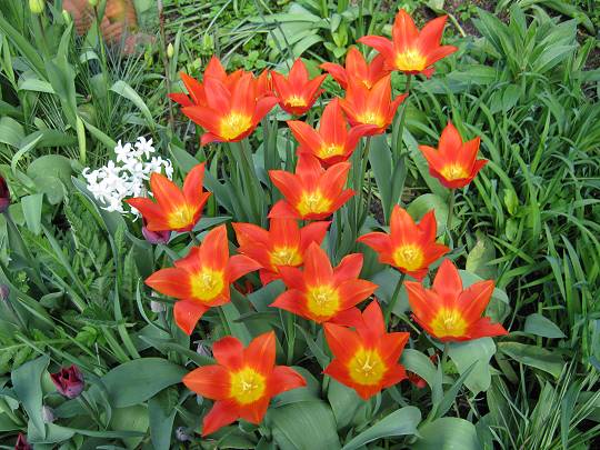 Tulpen in Albinz Garten (April 2014)
