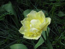 Tulpen in Albinz Garten (April 2014)