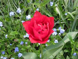 Tulpen in Albinz Garten (April 2014)