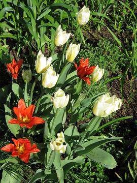 Tulpen in Albinz Garten (April 2014)