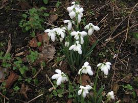 Schneeglöckchen - Mitte Februar 2014
