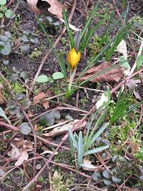 Krokusse - Mitte Februar 2014