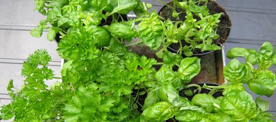 Basilikum (teilweise vollständig gerupft) & Petersilie