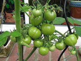 Tomaten in AlbinZ Garten