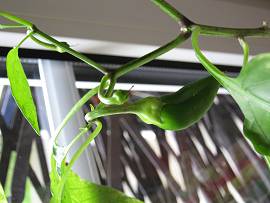 Paprikapflanze in AlbinZ Wohnzimmer