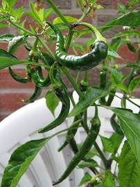 Chilipflanze in AlbinZ Garten