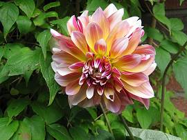 Dahlien in AlbinZ Garten - September 2012