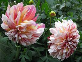 Dahlien in AlbinZ Garten - September 2012