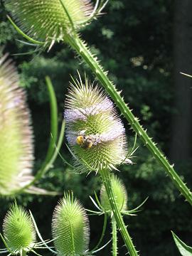 AlbinZ Sommergarten 2014: wilde Karde AlbinZ Sommergarten 2014: wilde Karde
