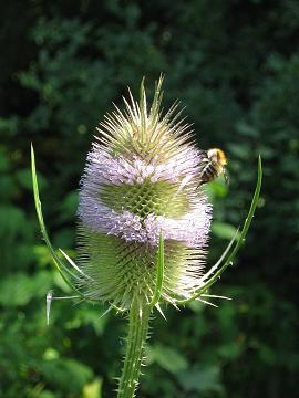 AlbinZ Sommergarten 2014: wilde Karde AlbinZ Sommergarten 2014: wilde Karde