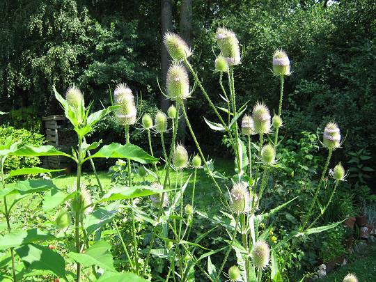 AlbinZ Sommergarten 2014: wilde Karde AlbinZ Sommergarten 2014: wilde Karde