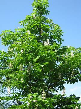 Kastanie in AlbinZ Garten - Mai 2014 Kastanie in AlbinZ Garten - Mai 2014