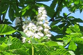 'Kerzen' der Kastanie in AlbinZ Garten - Mai 2014 'Kerzen' der Kastanie in AlbinZ Garten - Mai 2014