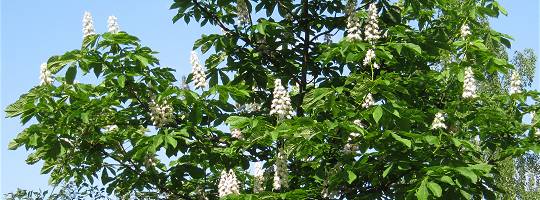 'Kerzen' der Kastanie in AlbinZ Garten - Mai 2014 'Kerzen' der Kastanie in AlbinZ Garten - Mai 2014