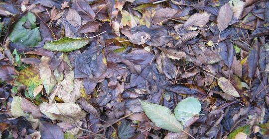 Blättersammlung unterm Kirschbaum Blättersammlung unterm Kirschbaum