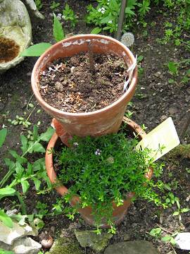 Petersilie - Bohnenkraut