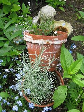 Currykraut - Rosmarin