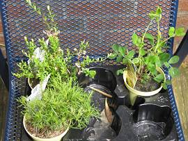 Cranberry - Erdnüsse - Lakritz-Tagetes