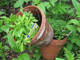 Süßkraut (Stevia) - Thymian