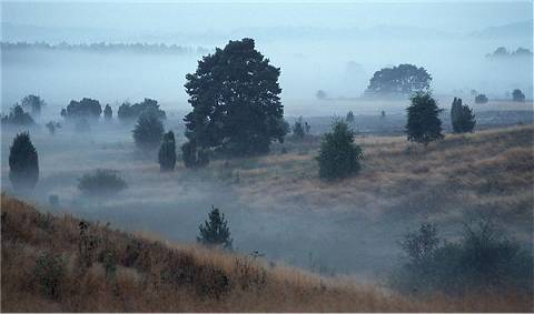 Brauende Nebel geisten ... über die Heide