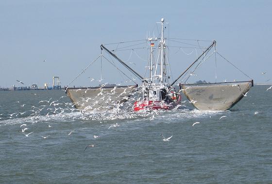 Hallig Hooge 2017: Krabbenkutter