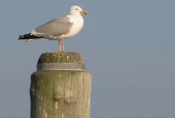 Hallig Hooge 2017: Möwe auf Holzpfahl