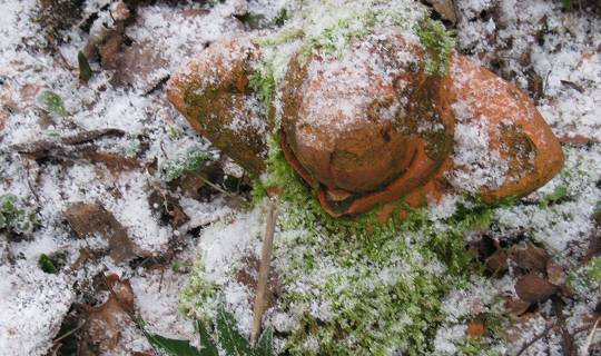 Grün-weißer Maulwurf in AlbinZ Garten (Januar 2013) Grün-weißer Maulwurf in AlbinZ Garten (Januar 2013)