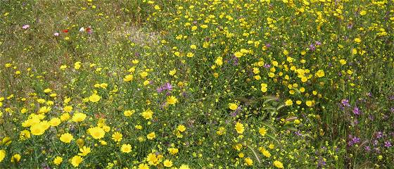 Sizilien 2015: Saftige Wiesen Anfang Mai