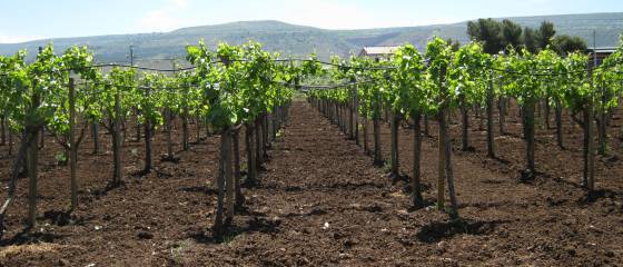 Sizilien 2015: Anbau eines schmackhaften roten Landweins
