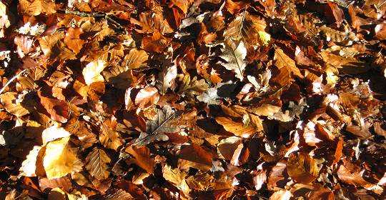 Blättersammlung im Wald