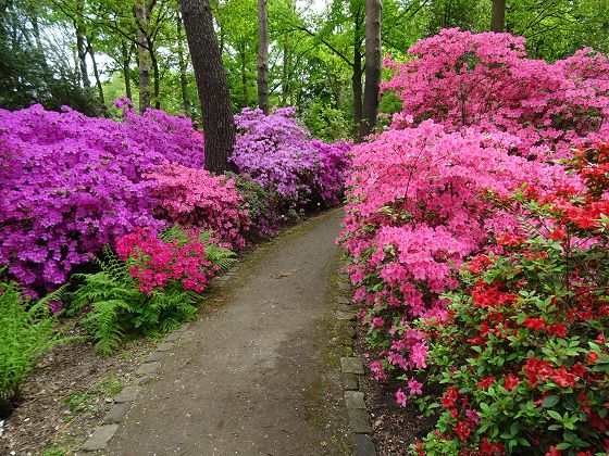 Rhododendronpark Bremen (2)