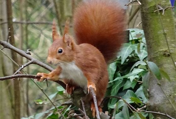 Eichhörnchen bedient sich beim Vogelfutter (1)