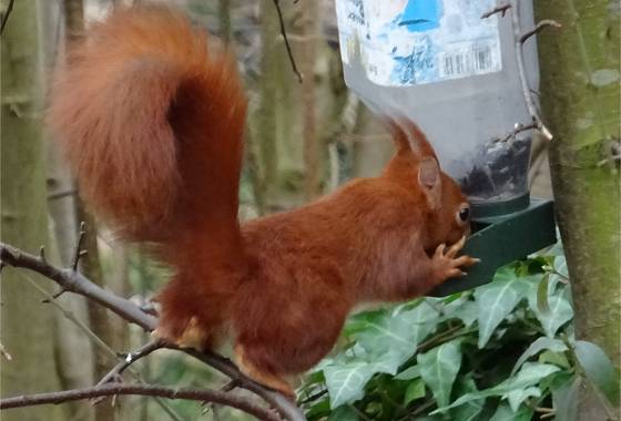 Eichhörnchen bedient sich beim Vogelfutter (2)