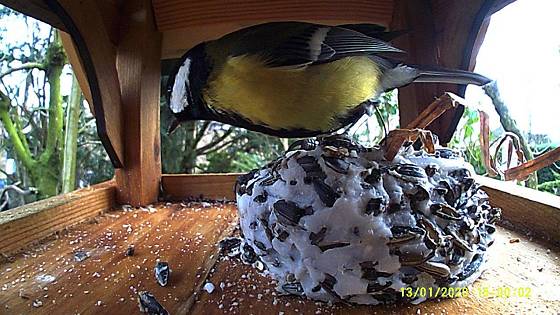 Futterhaus mit Kamera: Kohlmeise