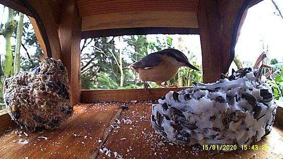 Futterhaus mit Kamera: Kleiber