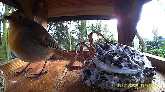 Futterhaus mit Kamera: Rotkehlchen