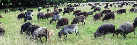 Schafe in der Lüneburger Heide bei Höpen 2021
