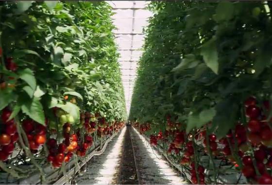 Tomatenanbau in den Niederlande - aus 'Die Akte Bellicher', NL 2012
