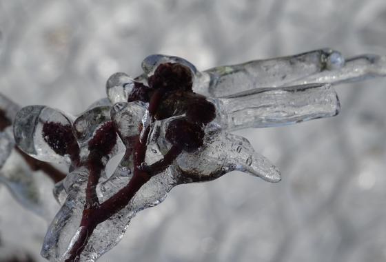 Obstbäume nach Frostschutzberegnung