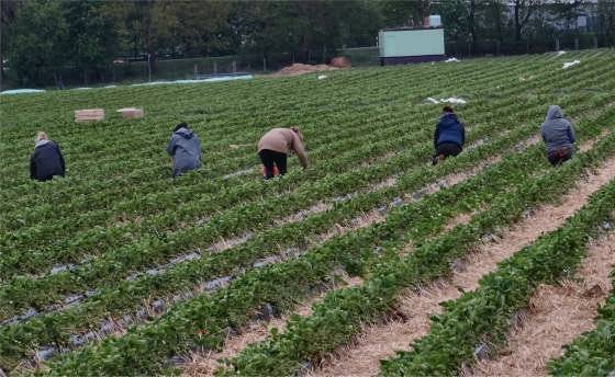 Erste Erdbeeren aus Tostedt: Erntehelfer im Einsatz Erste Erdbeeren aus Tostedt: Erntehelfer im Einsatz