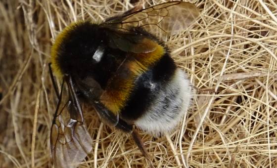 Pause im Stroh: Hummel Pause im Stroh: Hummel