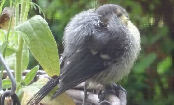 Ein Päuschen muss sein: Federbausch Jungmeise