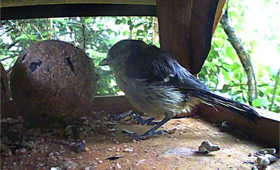 Jungmeise im Futterhaus