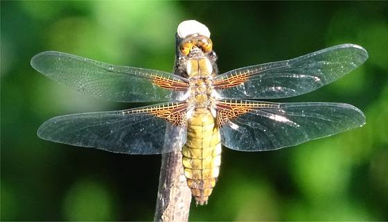 Libelle Plattbauch (Libellula depressa) - junges Weibchen Libelle Plattbauch (Libellula depressa) - junges Weibchen