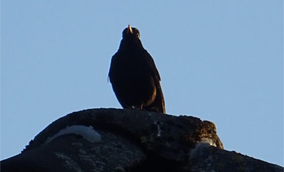 Singer on the Roof: Amsel unterhält sich mit Artgenossen
