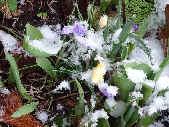 Wintereinbruch in Tostedt: Krokusse im Schnee