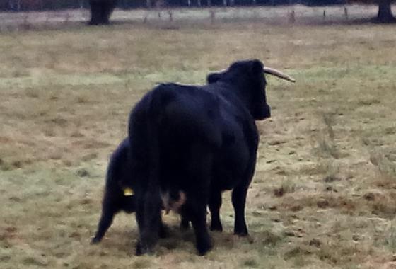 Angus-Rind mit Kalb in Quellen