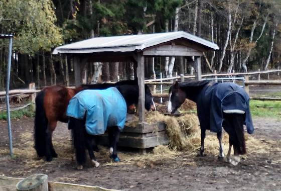 Pferde beim Futtern im Düvelshöpen