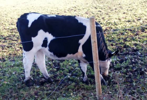 Holstein-Rindvieh bei Dohren